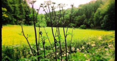 Durch die Schönecker Schweiz in der Eifel wandern